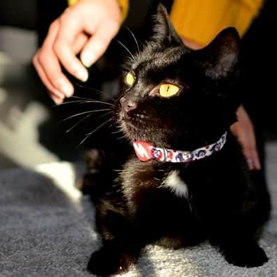 COLEIRA GATO CALAVERA