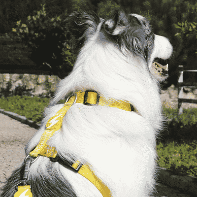 BACK HARNESS SOLID YELLOW