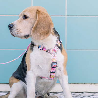 Cão Beagle com coleira e trela coloridas em tecido junto a parede azul