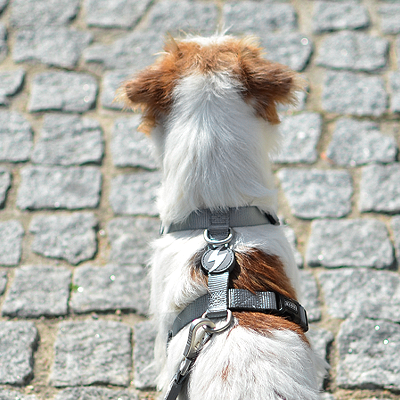 BACK HARNESS SOLID GREY