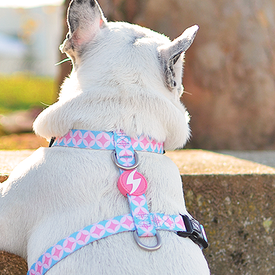 Cão com arreio e coleira cor de rosa e azul junto a muro de pedra ao ar livre