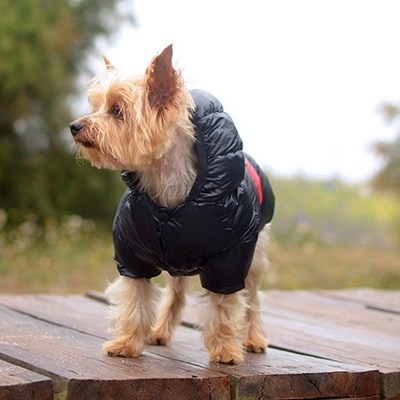 Cão pequeno com casaco preto acolchoado em superfície de madeira ao ar livre