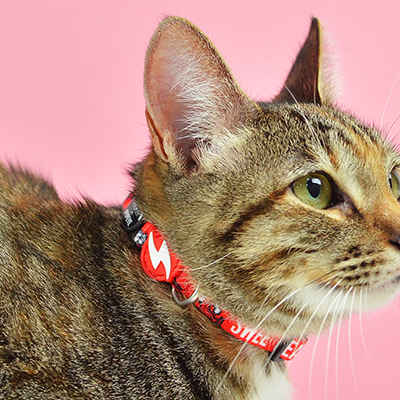 COLEIRA GATO SWEE´PEA