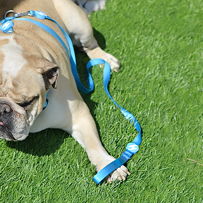 Bulldog inglês com trela e peitoral azul claro a descansar sobre relva artificial verde próximo de pedras e parede cinzenta