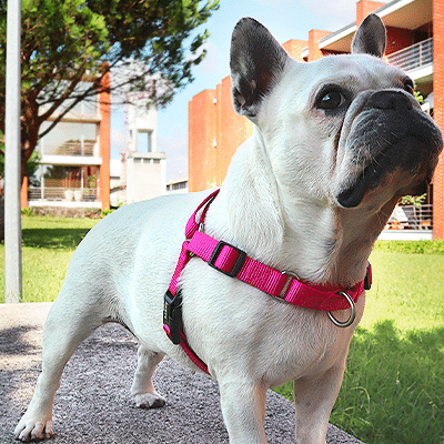 FRONT-HARNESS SOLID PINK