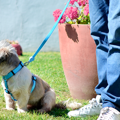 Cão pequeno sentado na relva com trela azul ao lado de pessoa em pé com calças azuis e ténis brancos