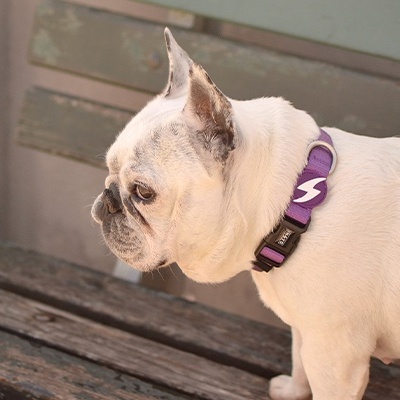 Coleira SOLID PURPLE