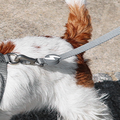 Coleira e trela cinzentas com presilhas metálicas em cão branco e castanho no chão de pedra.