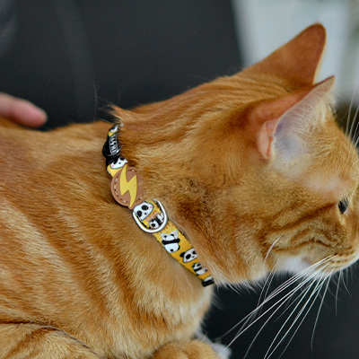 Gato laranja com coleira preta colorida e sineiro sentado