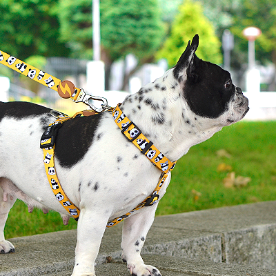 Cão pequeno com trela e peitoral amarelos com padrão de ossos numa rua exterior
