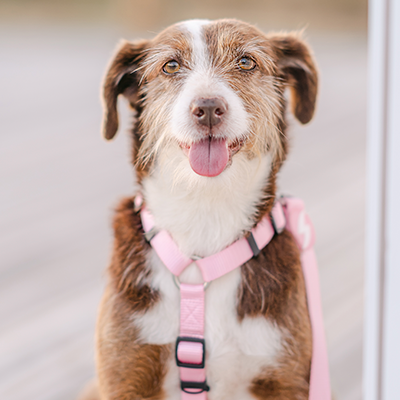 BACK HARNESS SOLID BABY PINK