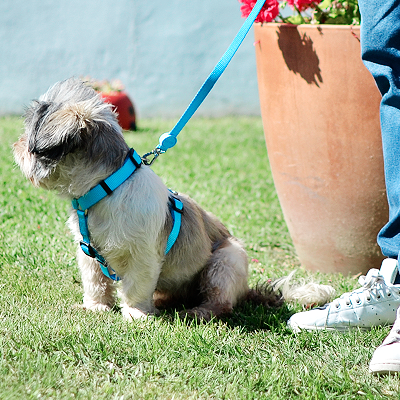 Cão com coleira azul na relva ao lado de pessoa com calças azuis e ténis brancos