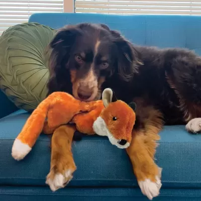 KONG Wild Low Stuff Fox