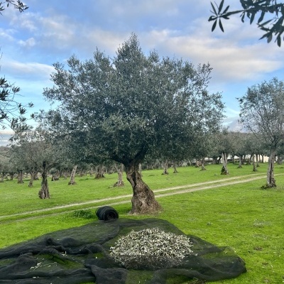 Visita ao Centro interpretativo Lagar Museu