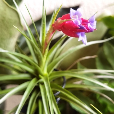 Planta verde com flor vermelha e lilás em ambiente natural