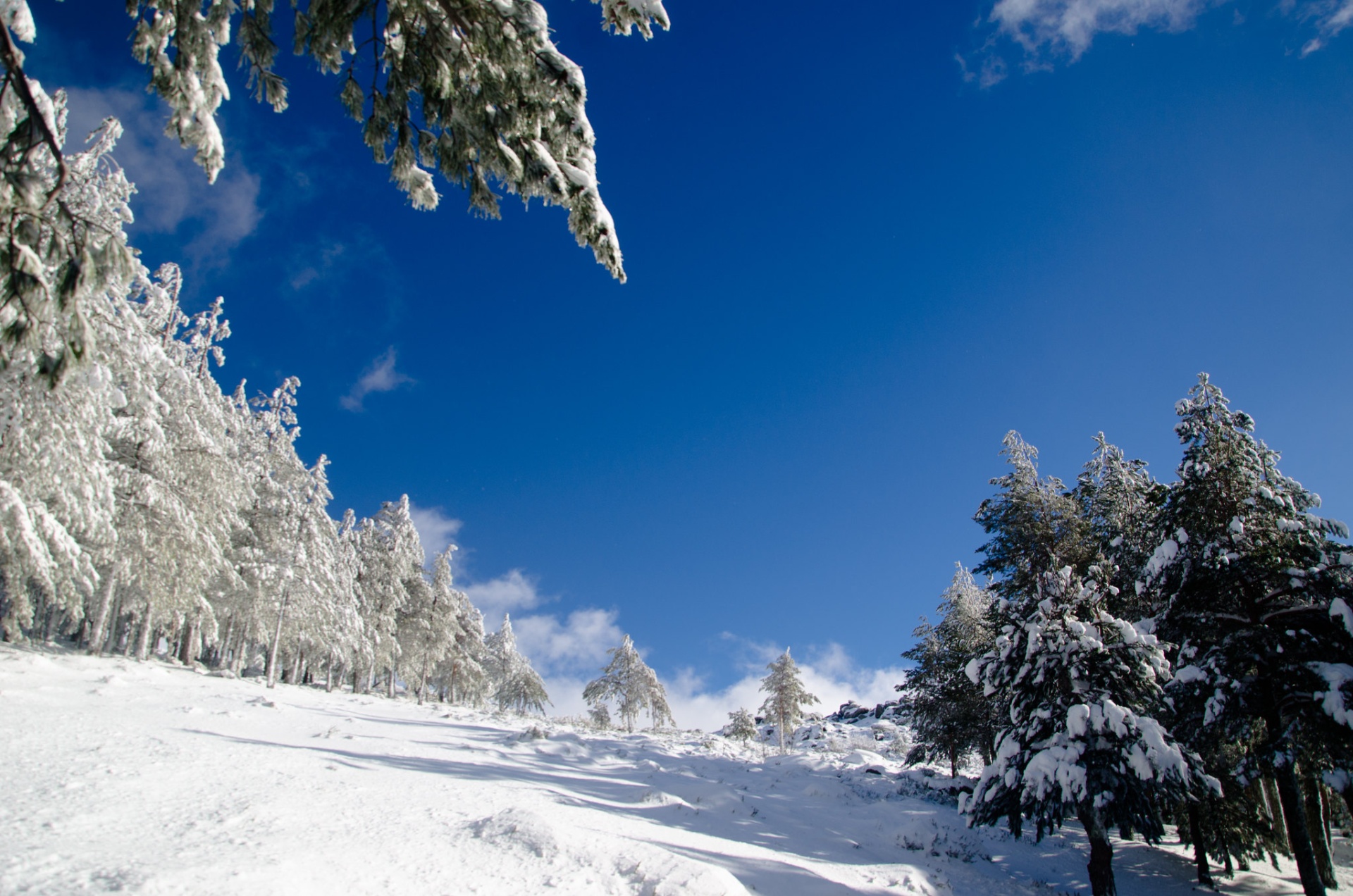 Serra da Estrela – Férias de Natureza e Tradição no Coração de Portugal floresta de pinheiros com neve e céu azul