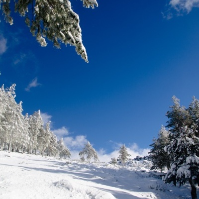 floresta de pinheiros com neve e céu azul