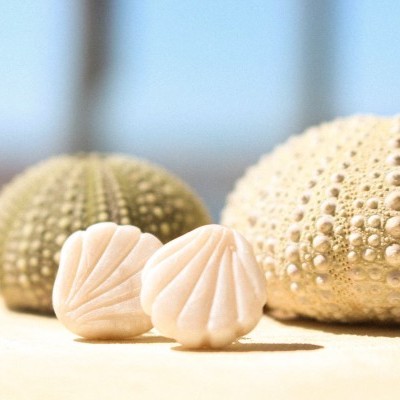Baby shells
