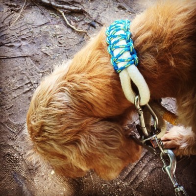 Coleira com cabos naúticos