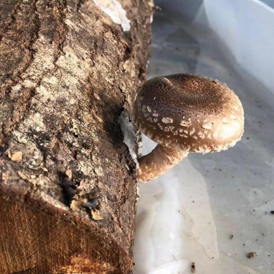 Carreira in Bio - Agricultura Biológica