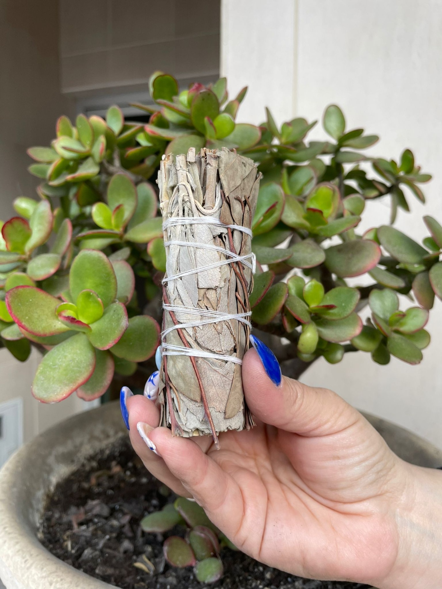 Sálvia Branca e Eucalipto