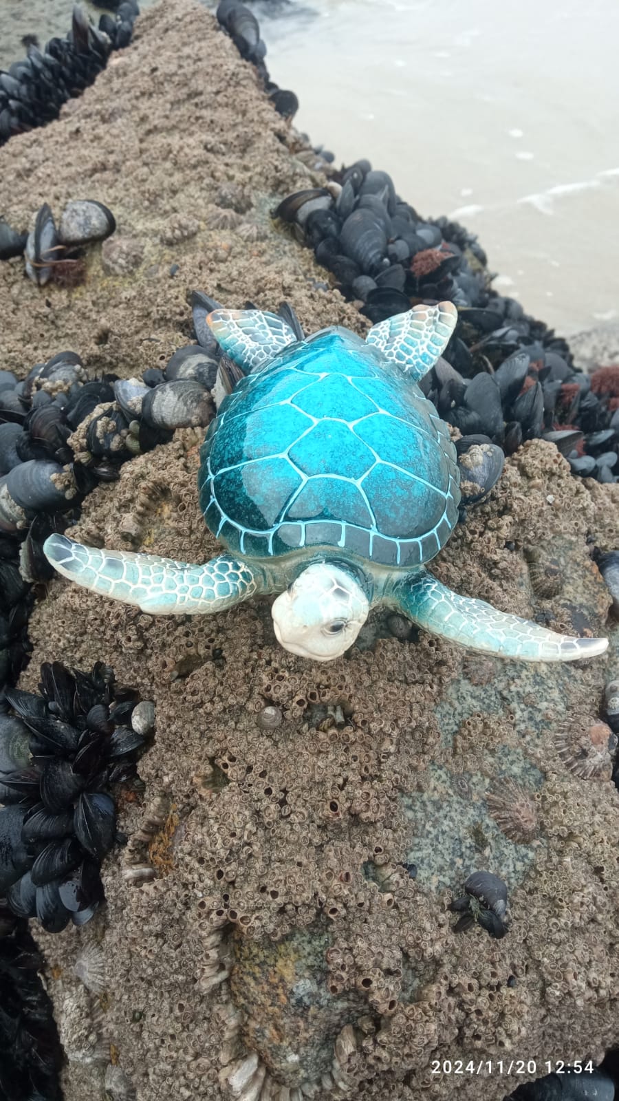 Tartaruga Azul Grande