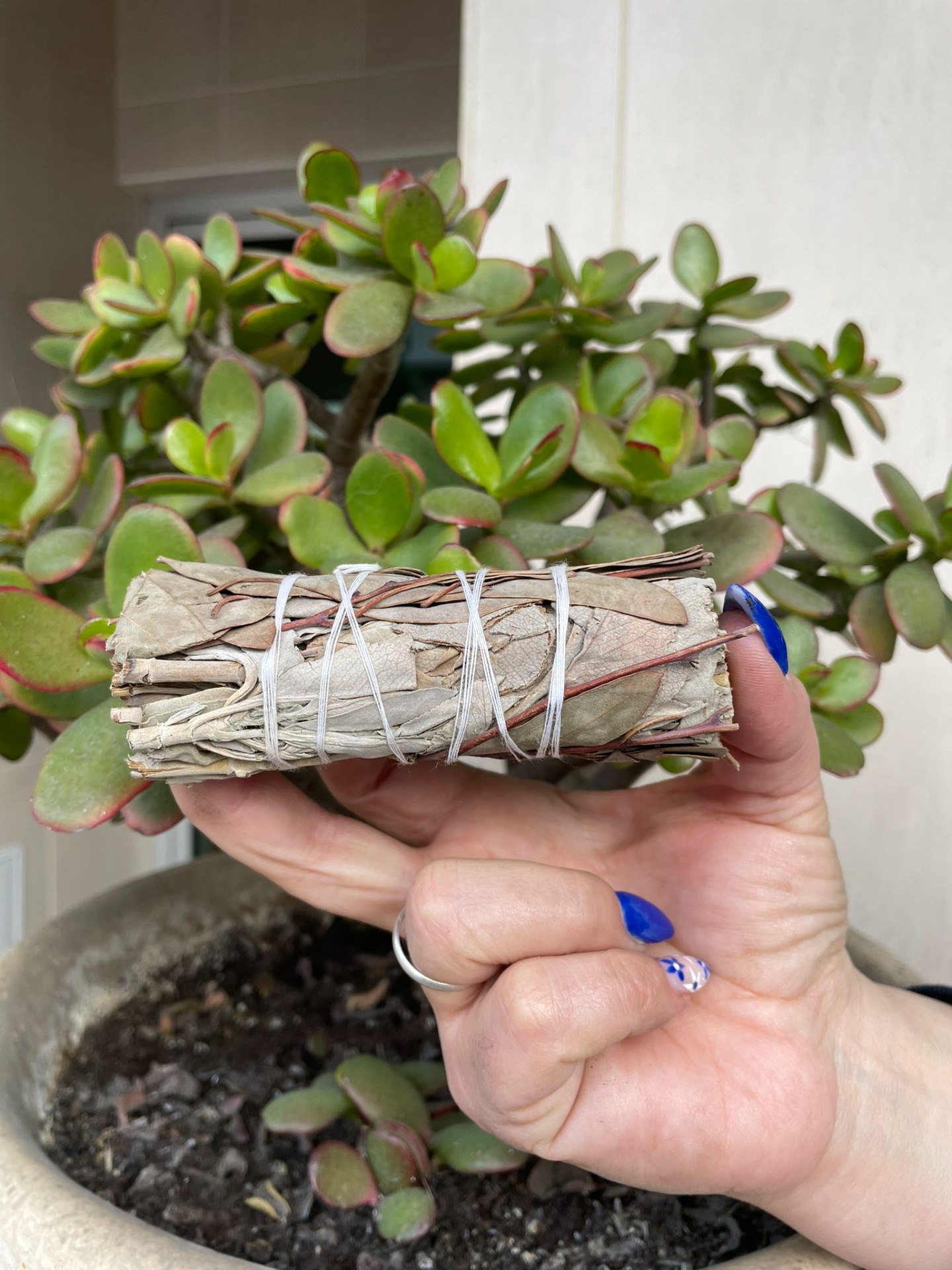 Sálvia Branca e Eucalipto