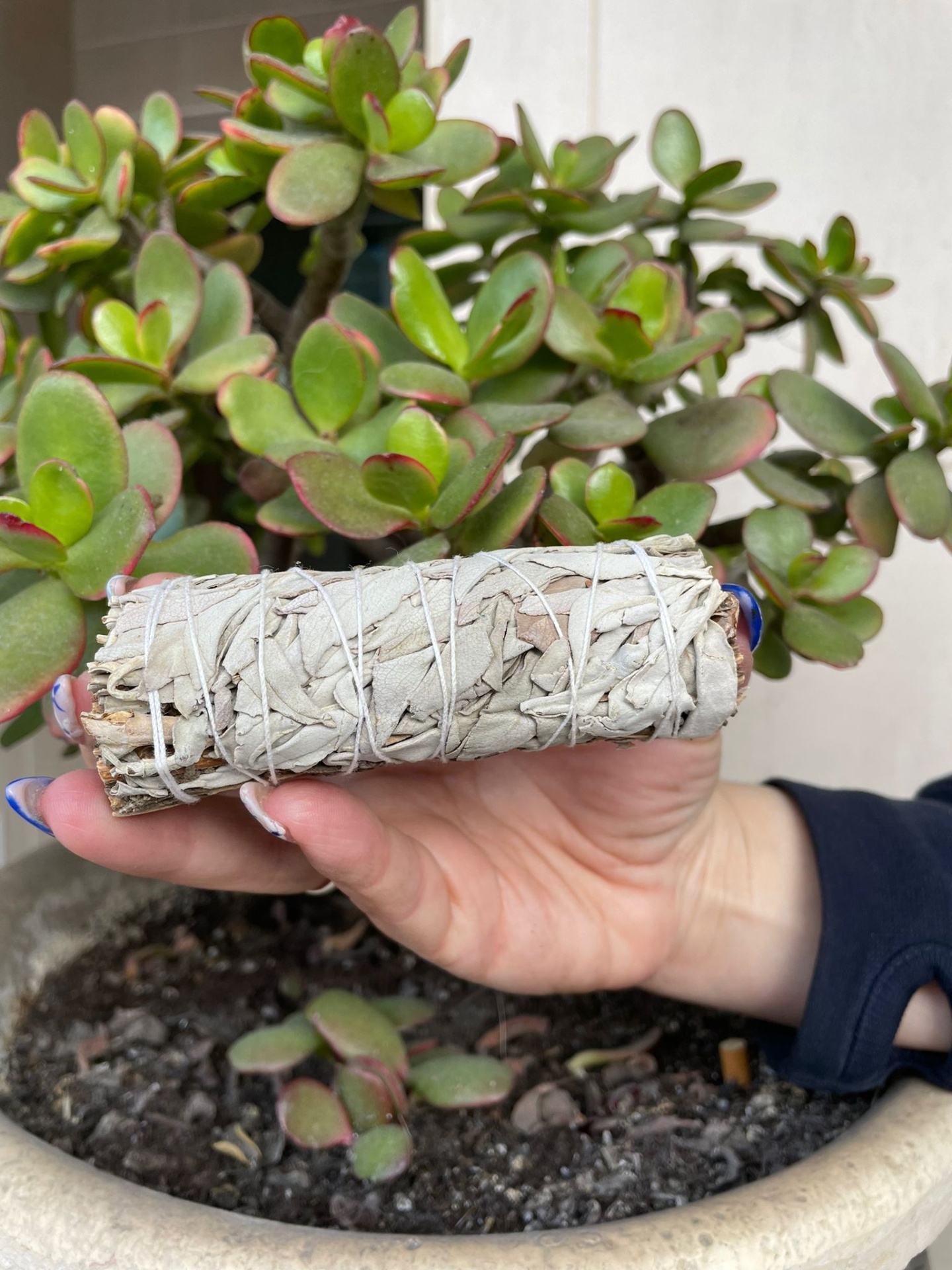 Sálvia Branca e Lavanda