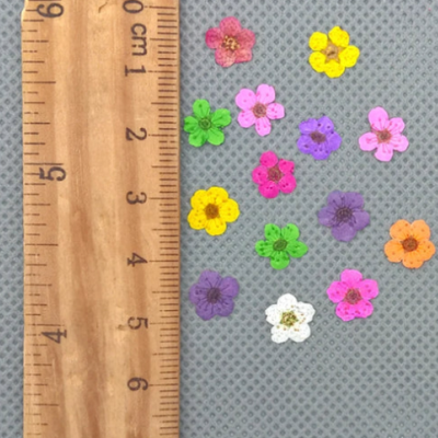 Flores Secas Mix 20 pçs