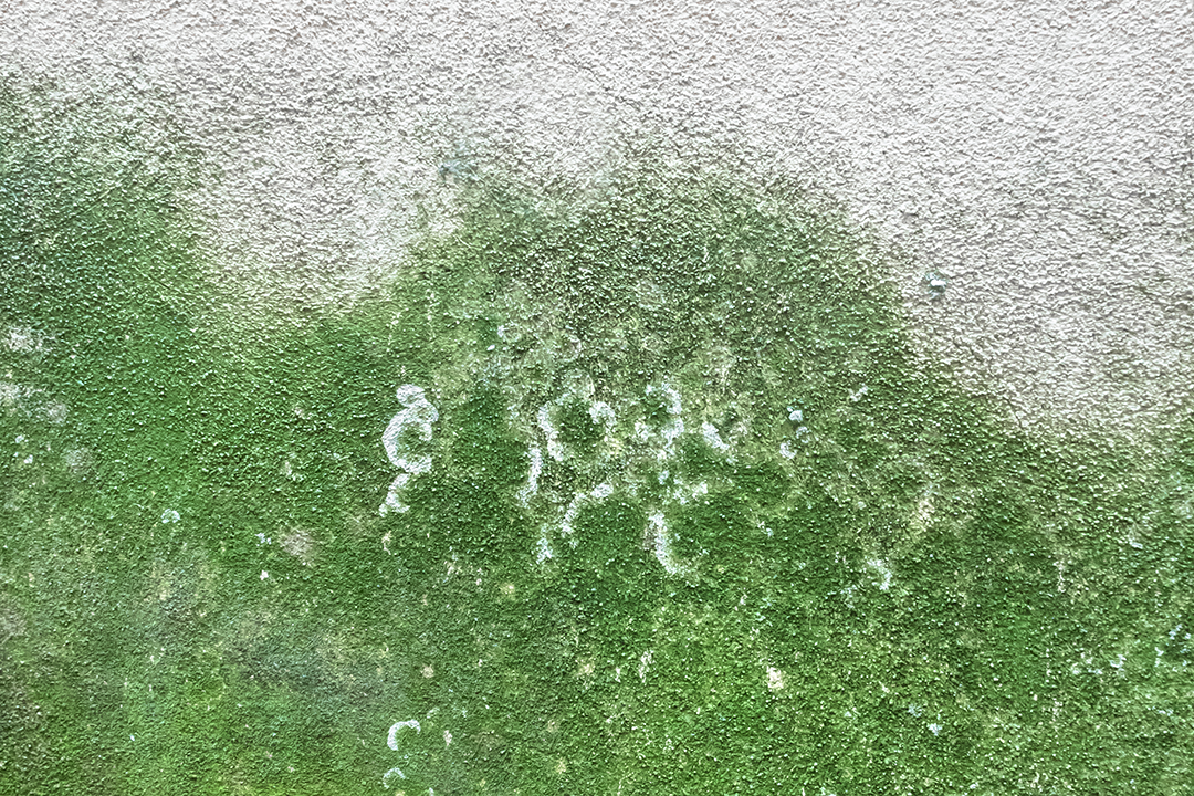 Pack anti-bolores - Eco Glass | Bolorik Pack anti-bolores - Eco Glass | Bolorik