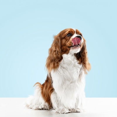 Absorvente BIO de fluídos Humanos e Animais - Vircov ABS