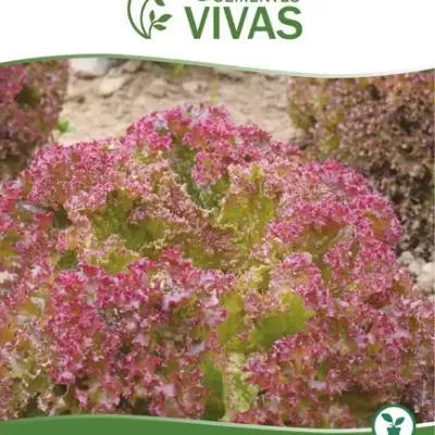 https://www.desafiosaudavel.pt/product/sementes-vivas-alface-frisada