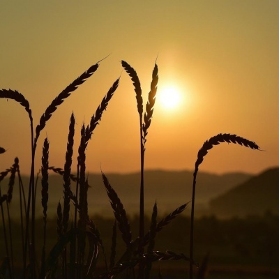 Farinhas & Espessantes