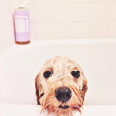 DR. BRONNER'S - SABONETES LÍQUIDOS BIOLÓGICOS - 240ML E 475ML