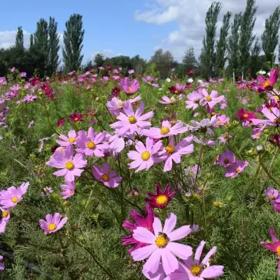 Sementes Vivas - Cosmos Mistura de Cores