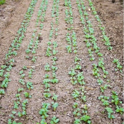 Semeadora de linha múltipla