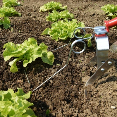 Alfaces verdes numa horta com ferramenta de jardim