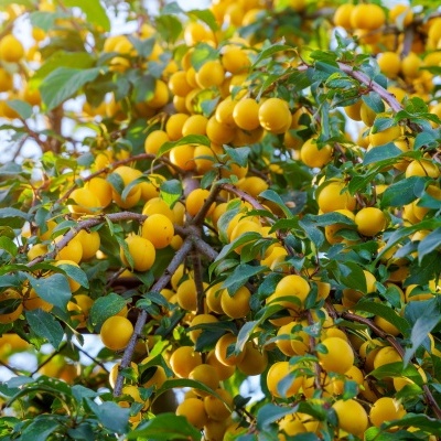 Rocha Fosfórica (1Kg)