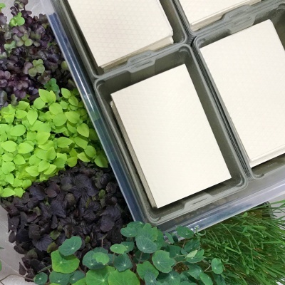 Kit Microvegetais 40 bandejas e celulose