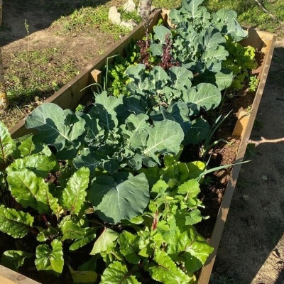 Instalação de Hortas Instalação de Hortas