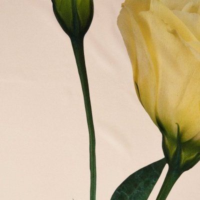 Lenço Rosa Branca Osklen