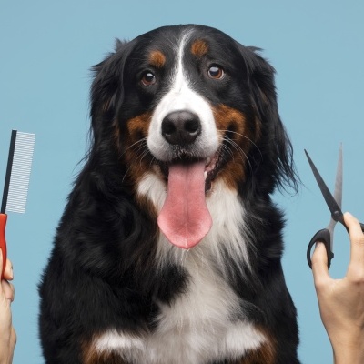 Pet Grooming
