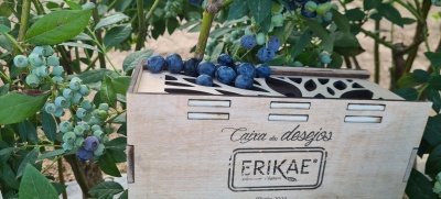 Caixa dos Desejos | MIRTILO