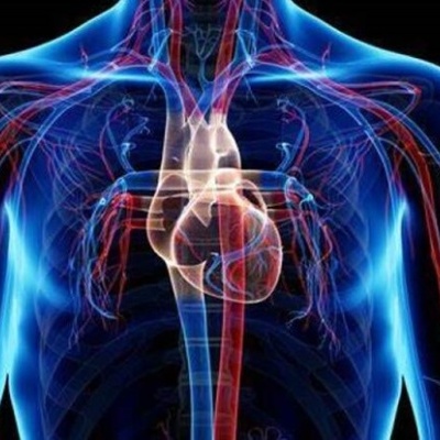 Sistema cardiovascular