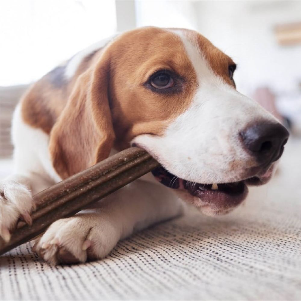 YORA - Dental stick para Cães Grandes com Maçã e Hortelã - 270g YORA - Dental stick para Cães Grandes com Maçã e Hortelã - 270g