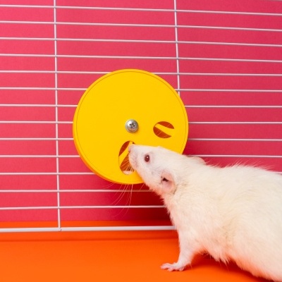 Foraging Wheel - tampa com 2 buracos