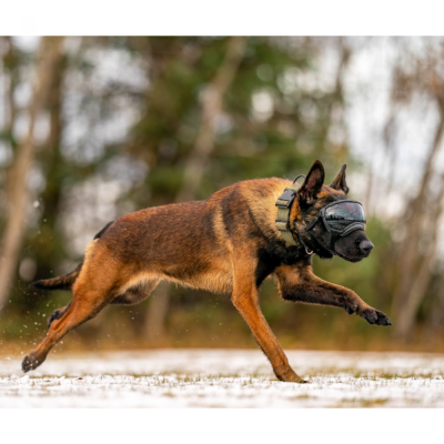 Óculos - RexSpecs V2 - Preto "Black"