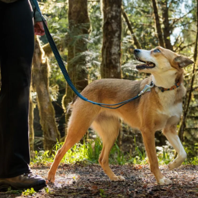 Cão com coleira azul e trela elástica azul numa floresta