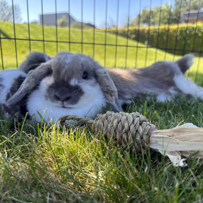 Brinquedo em Folhas de milho e corda de algas
