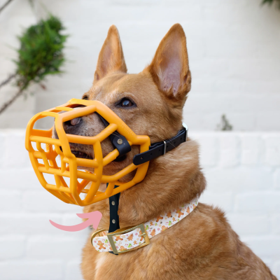 Chin Loop - The Muzzle Movement